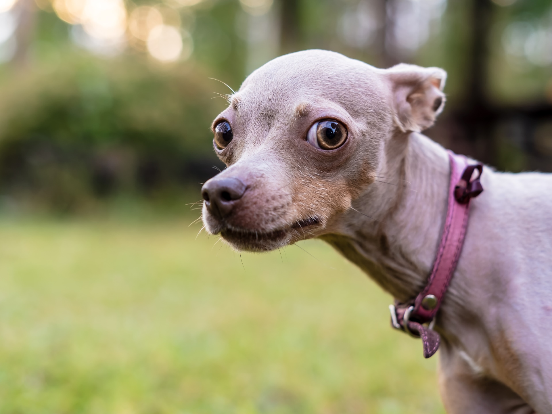 A puppy looking at the viewer